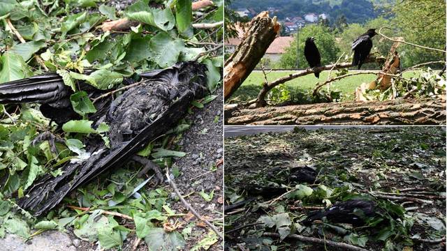Oluja u Požegi ubila je desetke vrane, a stotine poluživih ptica bespomoćno još leži u parku