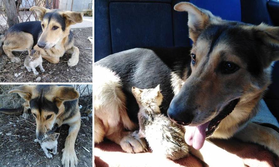 'Uzmite nas skupa': Lesi i Tom sada su zajedno u skloništu