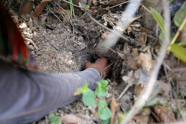 A tarantula hunter catches a spider in a hole at a spider field in Kampong Thom province in Cambodia