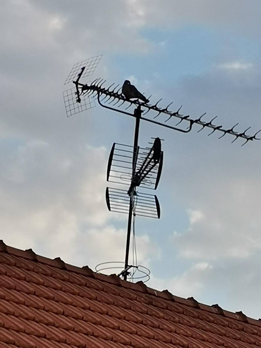 Sjajna kamera za nisku cijenu: Isprobali smo Huawei P40 Lite