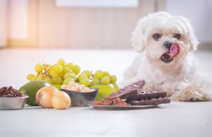 Pripazite na ljubimce: Psi ne smiju jesti grožđe, luk i češnjak