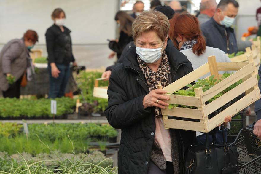 U školskom plasteniku uzgojili 50.000 presadnica: Rajčice su 3 kune, a dvije paprike 6 kuna