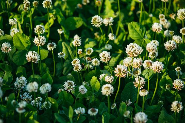white Flowering clover Trifolium pratense. selective focus macro shot with shallow DOF