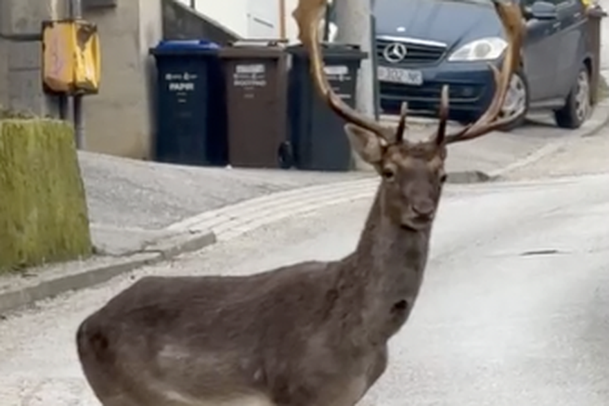 Bliski susret s jelenom lopatarom u &Scaron;estinama