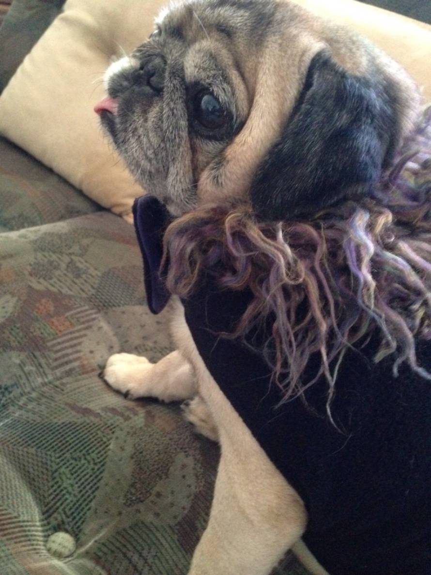 24ljubimci/Fotografije čitatelja