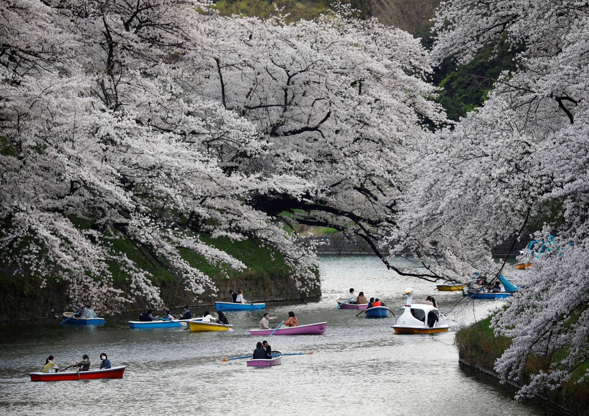 Rekord 2021.: Trešnje u Japanu procvjetale ranije nego ikad