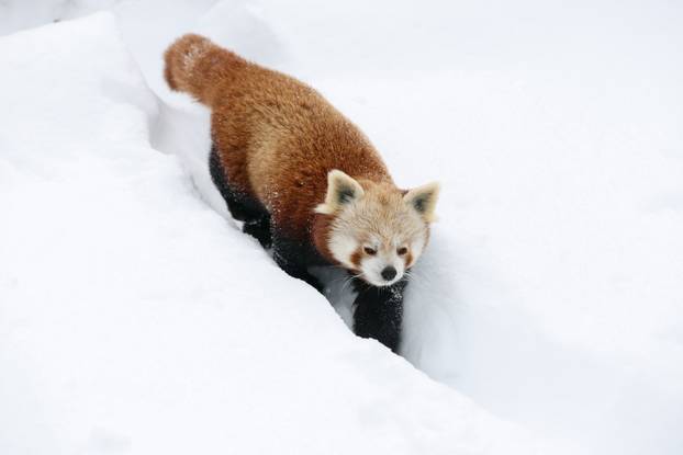 Zagreb: Snježno prijepodne u zoološkom vrtu