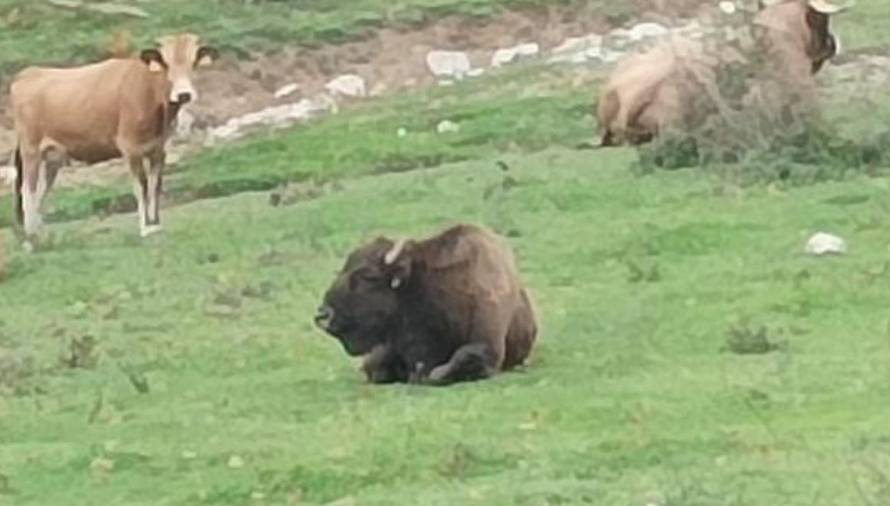 ANKETA Misterij na Velebitu: Što vi kažete, je li ovo bizon ili bik?