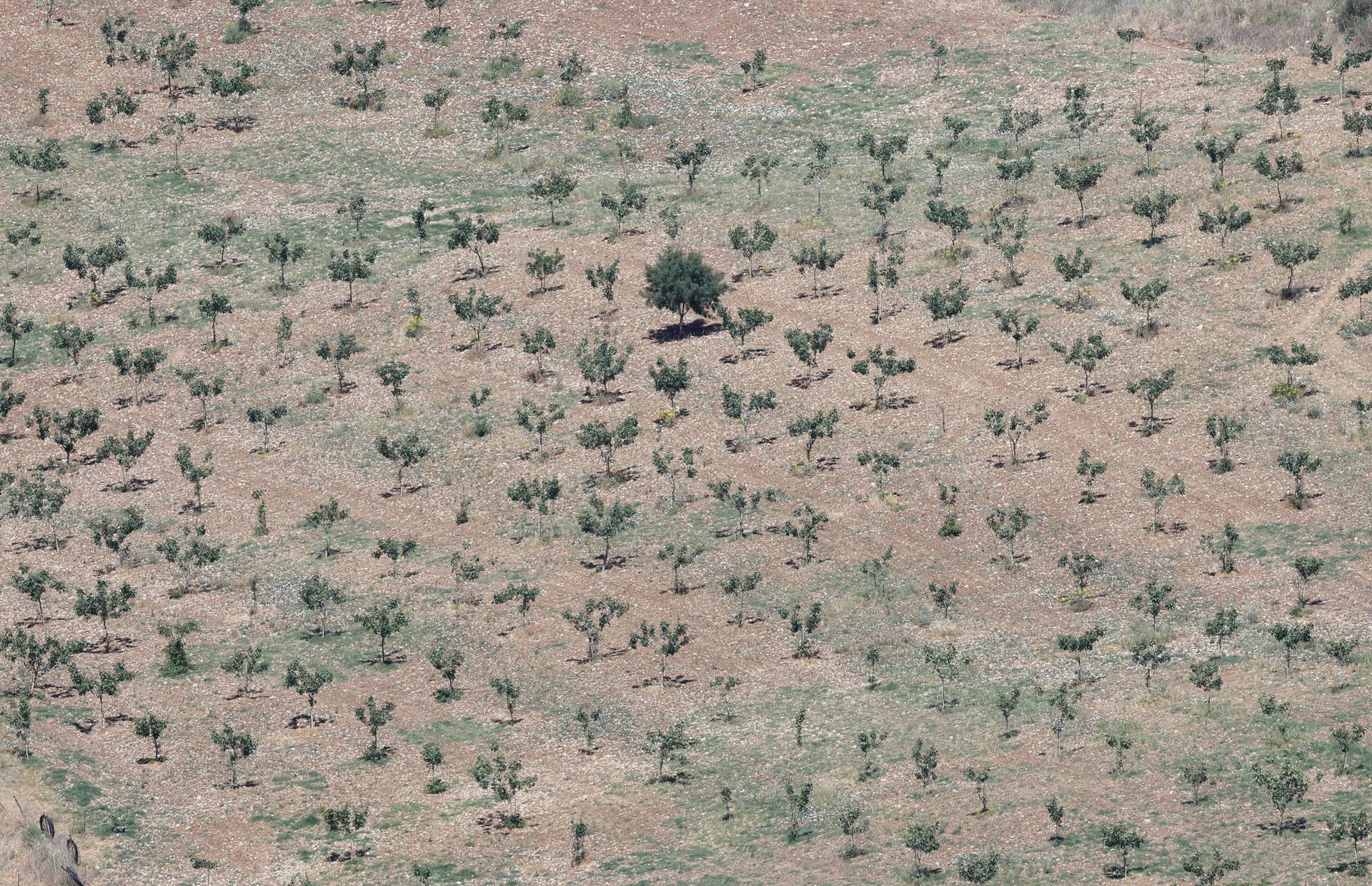 FILE PHOTO: Pistachio trees are seen in a field affected by the prolonged drought, in Ronda