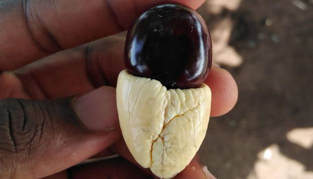 Najopasnija hrana na svijetu - Ova jela vas mogu ubiti