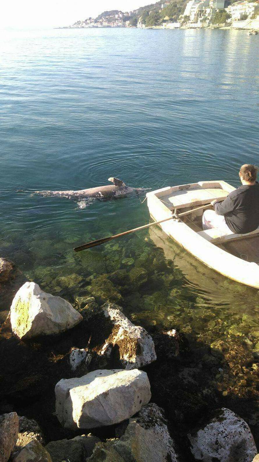 'Vidjela sam dupina i čekala da skoči, ali bio je nažalost mrtav'