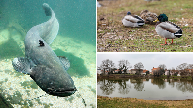 Kad ribe napadaju: Tri velika soma u Medulinu napadaju guske i pse i jedu male patke