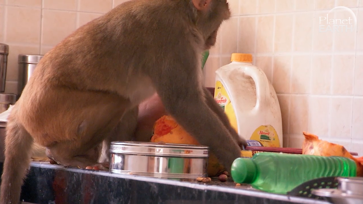 Šok u Indiji: Majmuni su upali u obiteljsku kuću i pokrali hranu