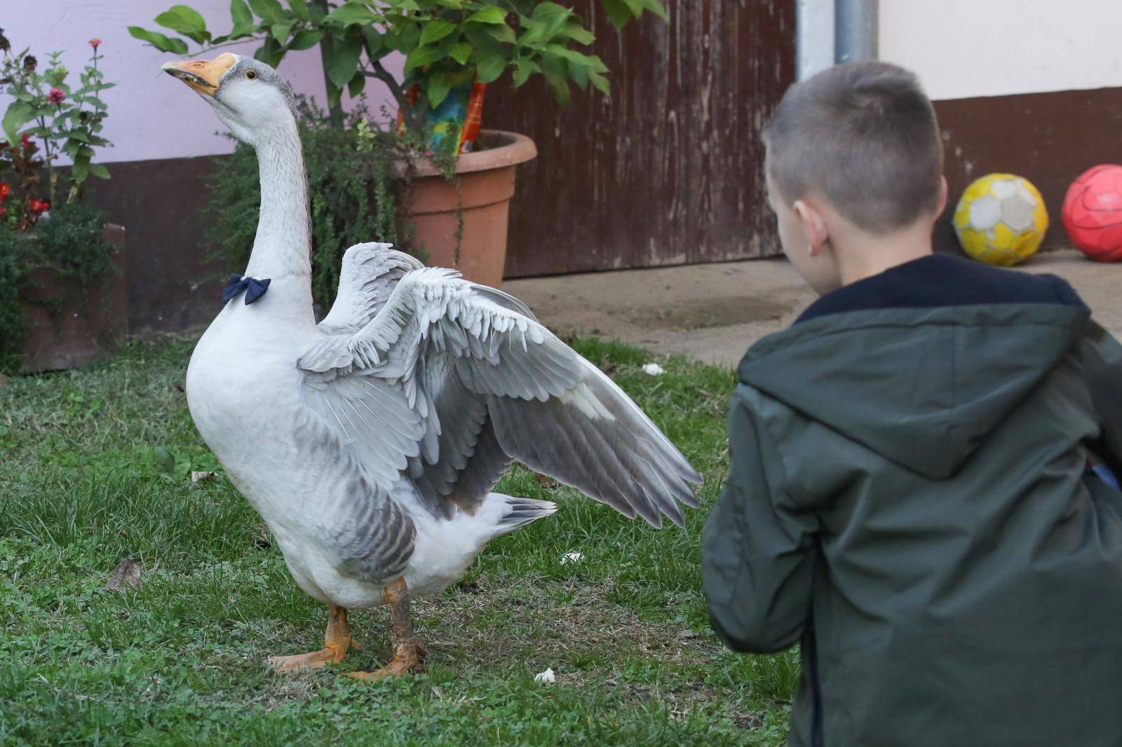 'Gugi s nama igra nogomet, a s mamom i tatom popije i kavu!'