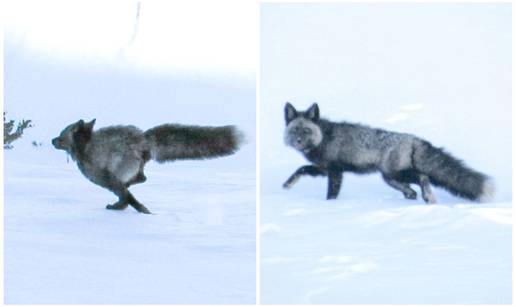 FOTO Izuzetno rijetka &zcaron;ivotinja po prvi put vi&dstrok;ena u Kaliforniji