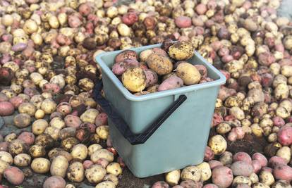 Traže otpornu vrstu krumpira da bi preživio klimatske promjene