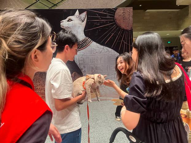 Feline and human visitors interact at the entrance hall of Shanghai Museum's "Meow Night\