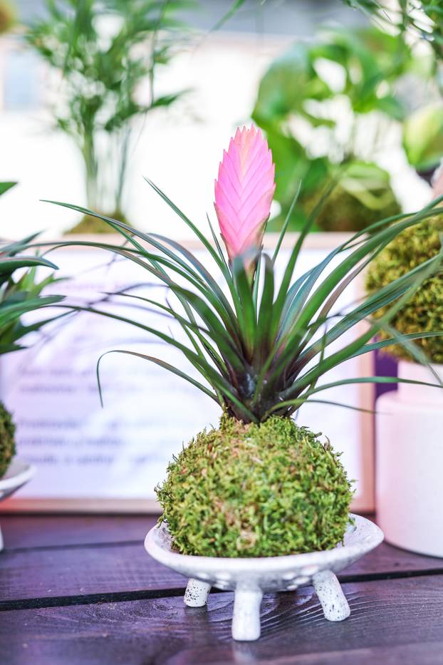 Zagreb: Izložba biljaka Plant market