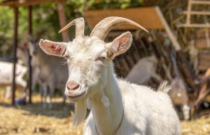 VIDEO Zaštićenu istarsku kozu uspjeli su spasiti od izumiranja