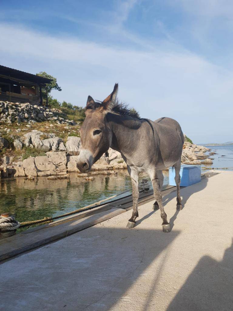 Spasili magaricu koju je netko ostavio na otoku kod Šibenika