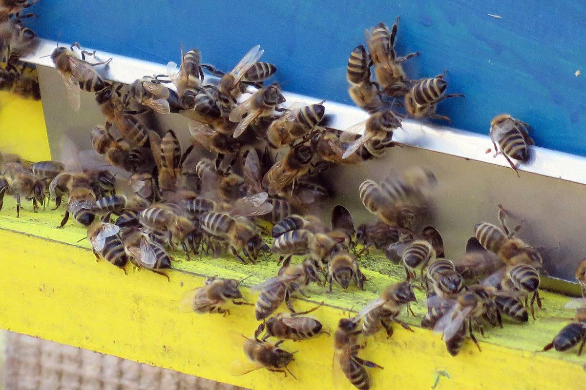 Pčelari očajni prinosom: Pčele su na rubu, med jedva daju...