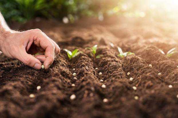 Farmer's,Hand,Planting,Seeds,In,Soil,In,Rows
