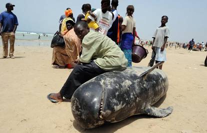 Nasukani kitovi izazvali uzbuni na senegalskoj obali