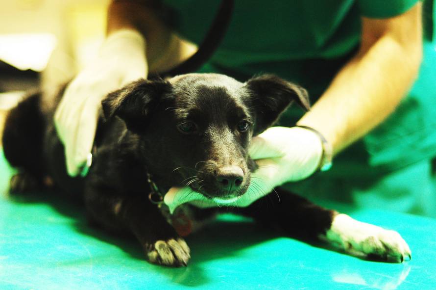 Sedam savjeta: Kako brinuti o ljubimcima tijekom pandemije