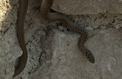 FOTO Šokirana čitateljica: Ležim ja i sunčam se na Krku, a na rame mi odjednom padne zmija!