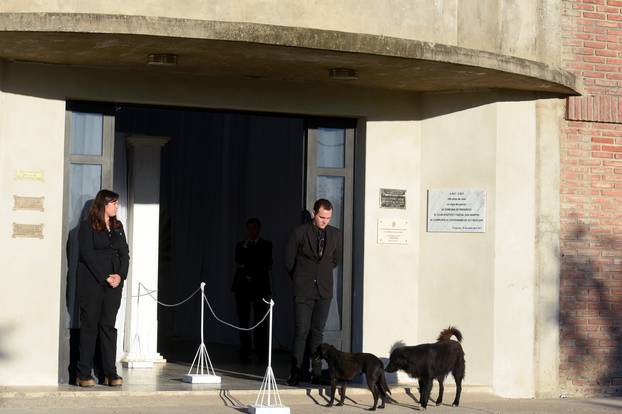 Dogs stand outside of the Emiliano Sala wake, who died in plane crash in the English Channel in Progreso