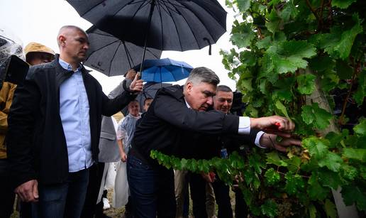 VIDEO Pogledajte kako Milanovi&cacute; i veleposlanici beru gro&zcaron;&dstrok;e u Jastrebarskom