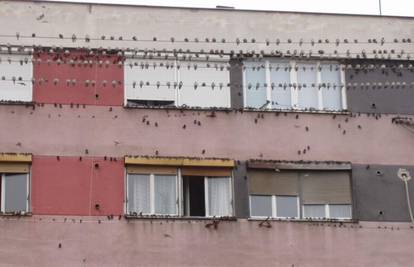Kiša lastavice potjerala na prozore zgrade u Osijeku