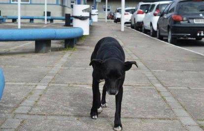Kao Hachiko: Vlasnik umro, ali pas ga još uvijek čeka u bolnici