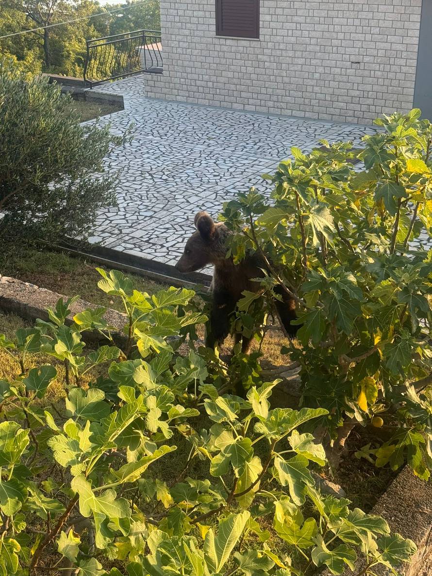 VIDEO Medo se vratio po još! Nakon smokvi, opet im upao u dvorište i bacio se na bademe