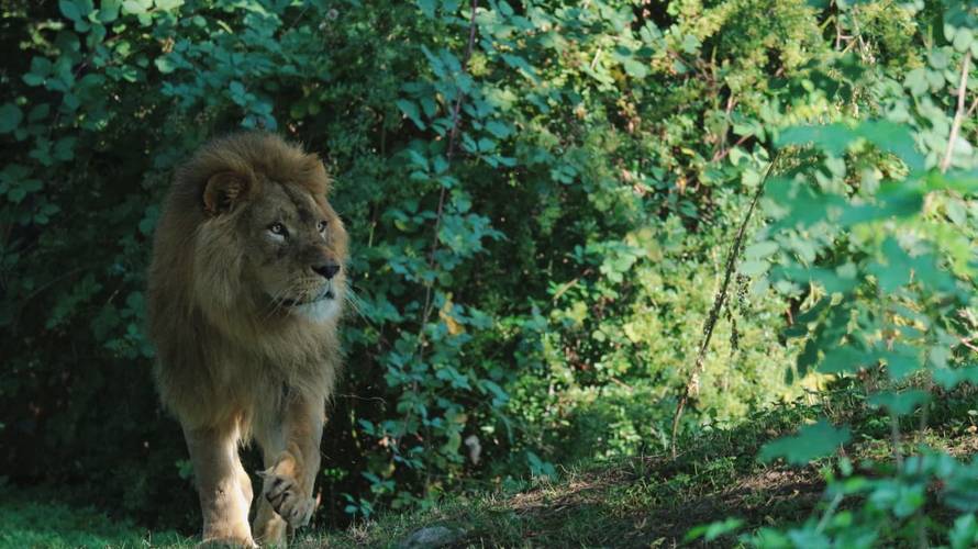 TUGA Lav ubio lavicu u ZOO vrtu u Zagrebu! Stigli su nedavno