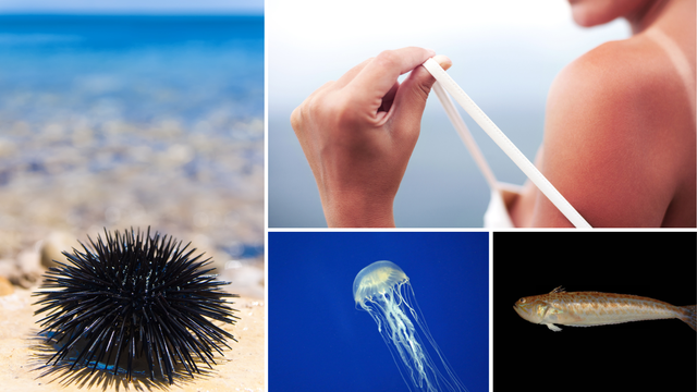 Evo kako ublažiti ubode ježa, otrovne ribe ili žar od meduze