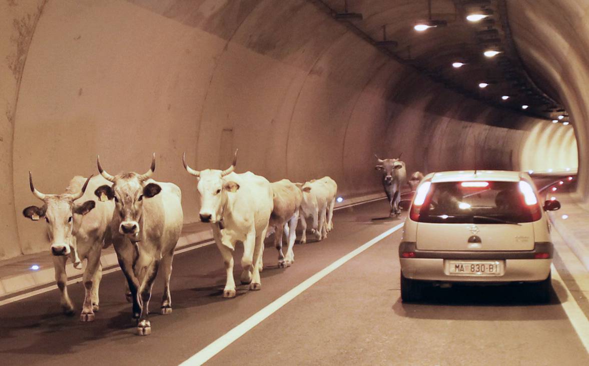 Krave upale u tunel: Muu, muu, ljudi, drž'te se svi svoje trake
