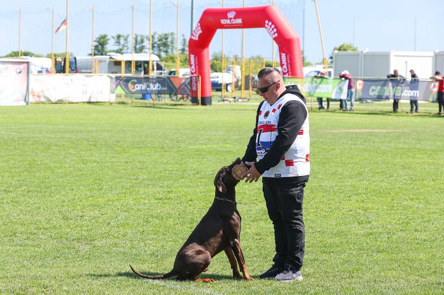 Međunarodna izložba natjecanje dobermana u Kurilovcu