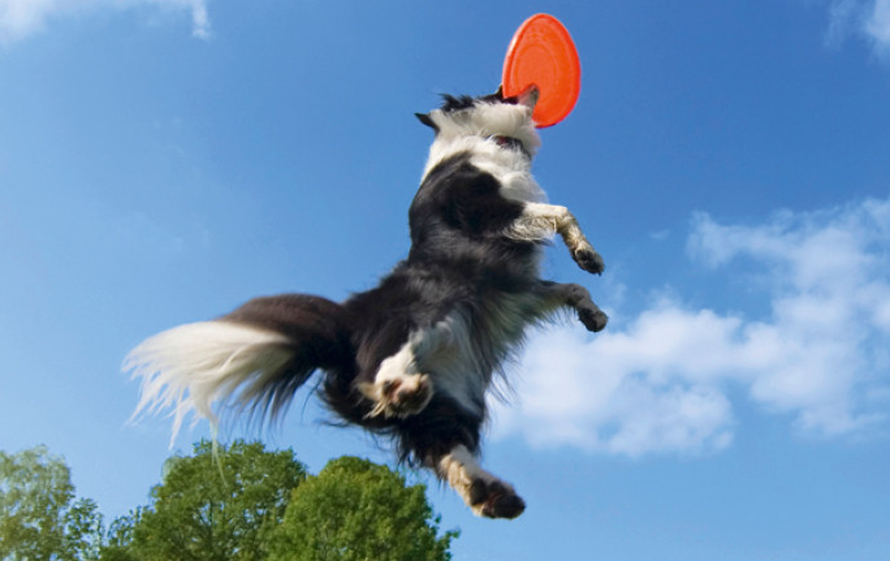 Što se dogodi kada životinja dobije sve što joj je priroda namijenila?