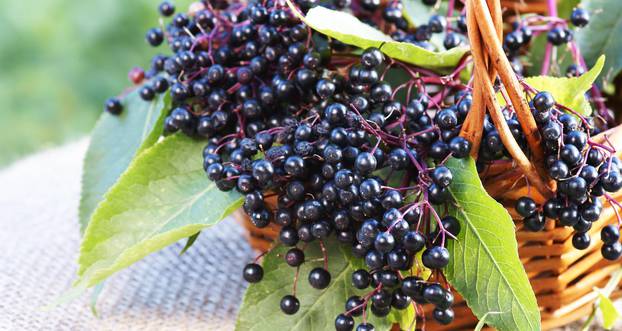 Schwarze Holunderbeeren im KÃ¶rbchen