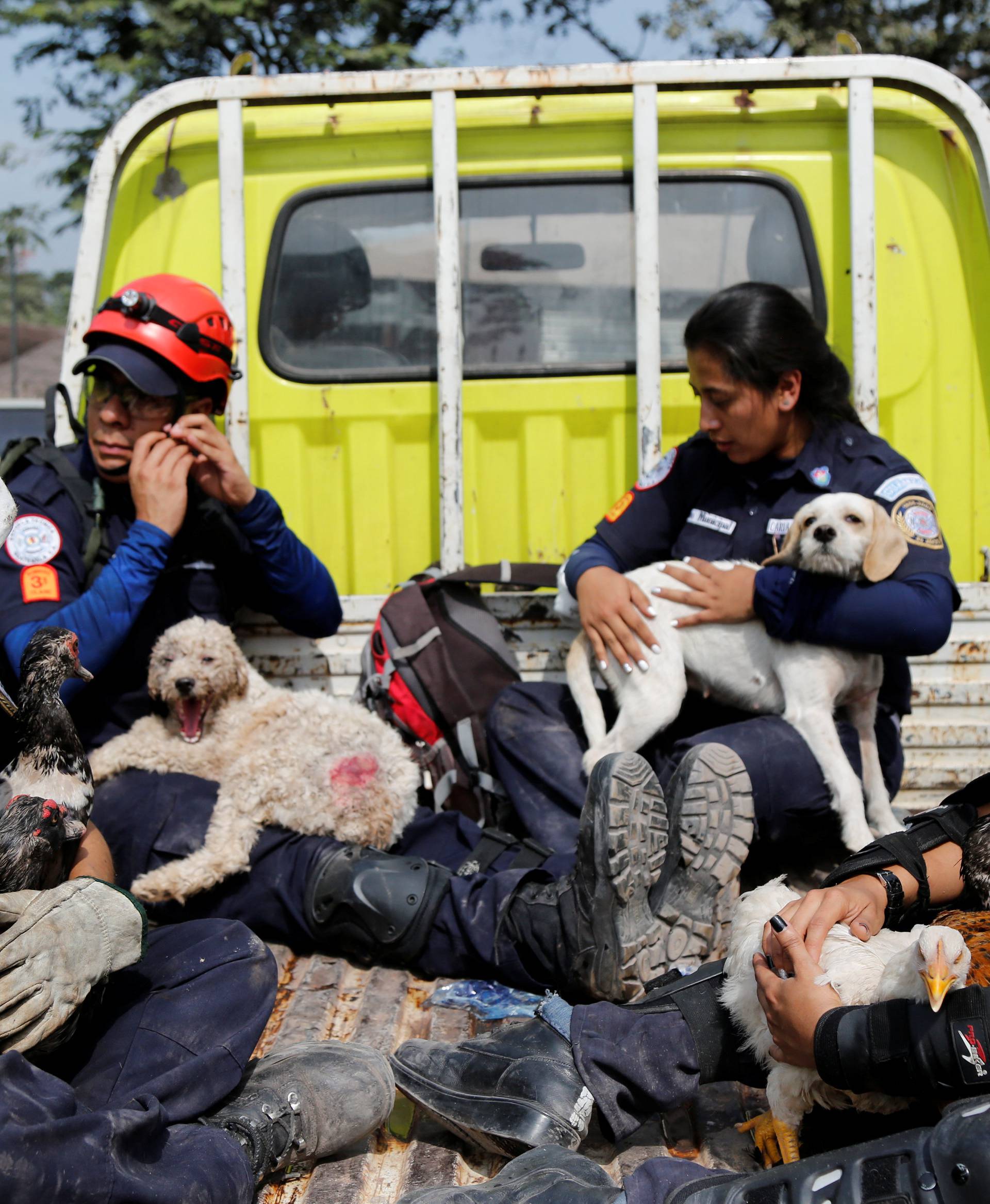 Firefighters hold rescued animals at an area affected by the eruption of the Fuego volcano in the community of San Miguel Los Lotes in Escuintla