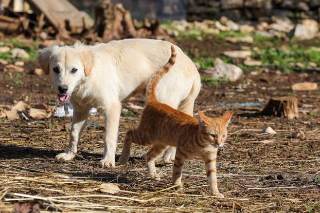 Vodnjan: Za Naj kozu 2025. godine izabrana je koza Jelena, vlasnika Mattea Muškovića 