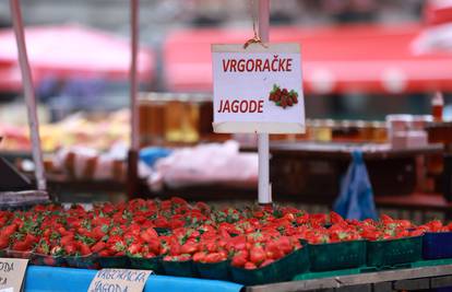 Počela je berba finih vrgoračkih jagoda: Kilogram stoji 4 eura