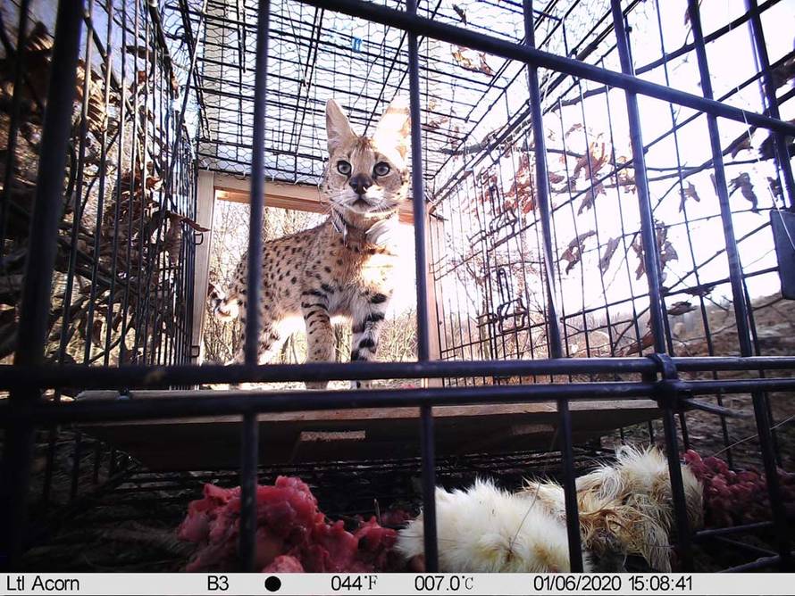 Prve fotke turopoljske 'zvijeri': Kod mene je doma, jede iz ruke