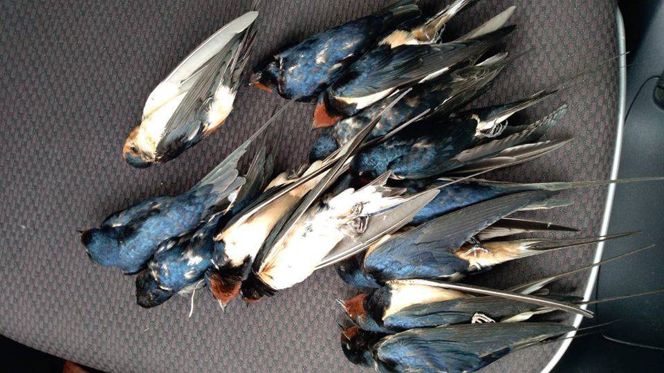 'Usporite, ubijate ih!': Pregazili lastavice kod Vranskog jezera