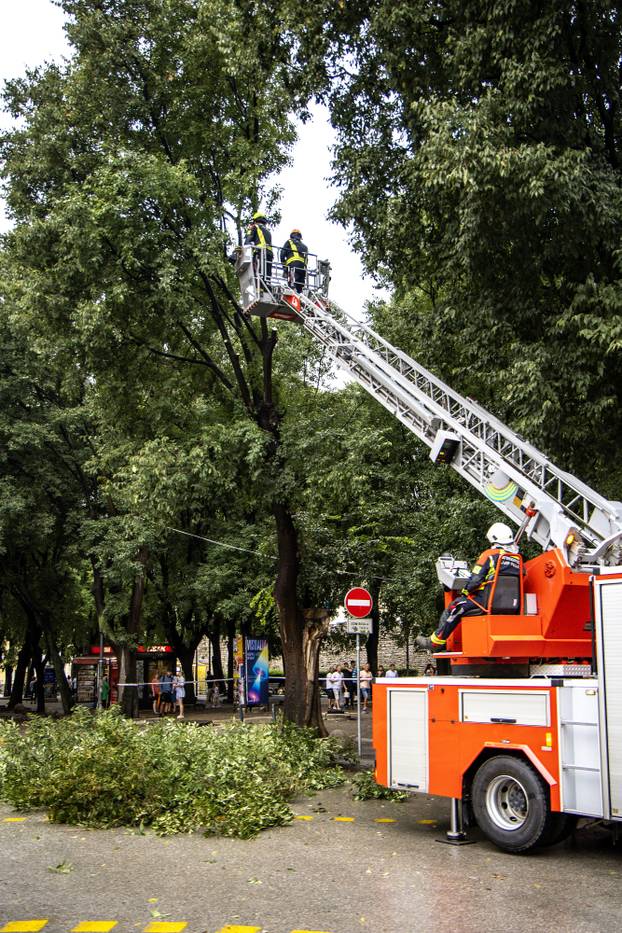 Pula: Srušeno napuklo stablo na Giardinima 