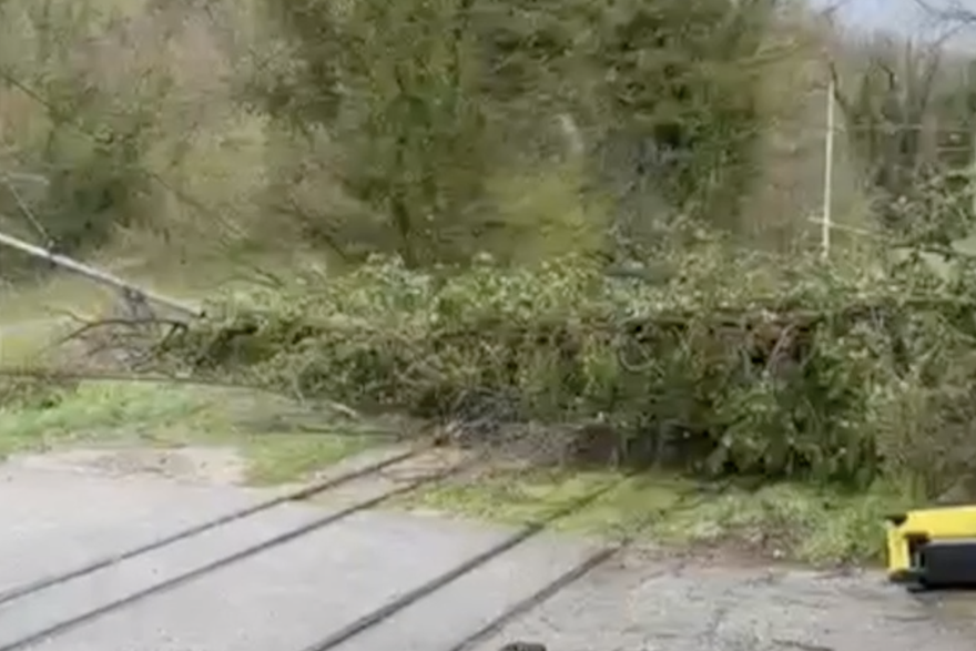 Stablo blokira promet tramvaju