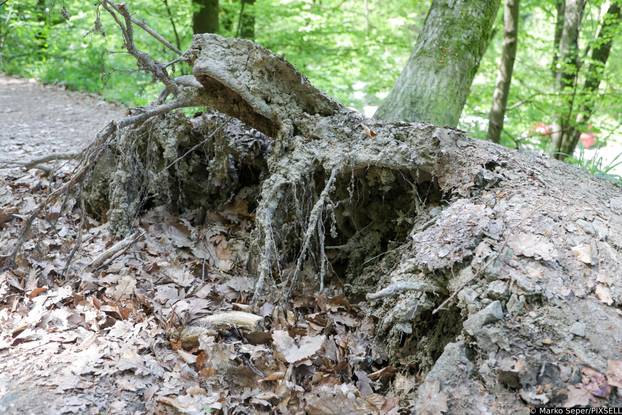Zagreb: Tri tjedna nakon razorne oluje na Sljemenu i dalje vidljive posljedice 