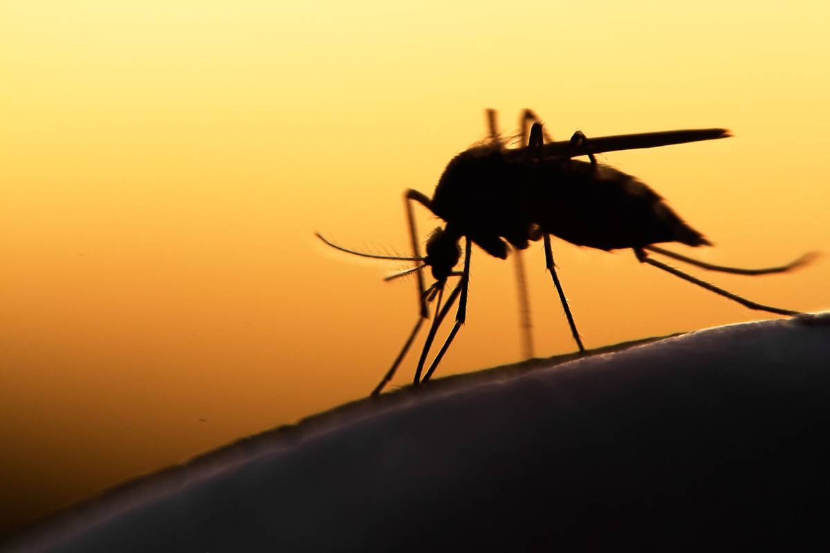 WHO: Korona virus ne mogu prenositi ni komarci ni krpelji
