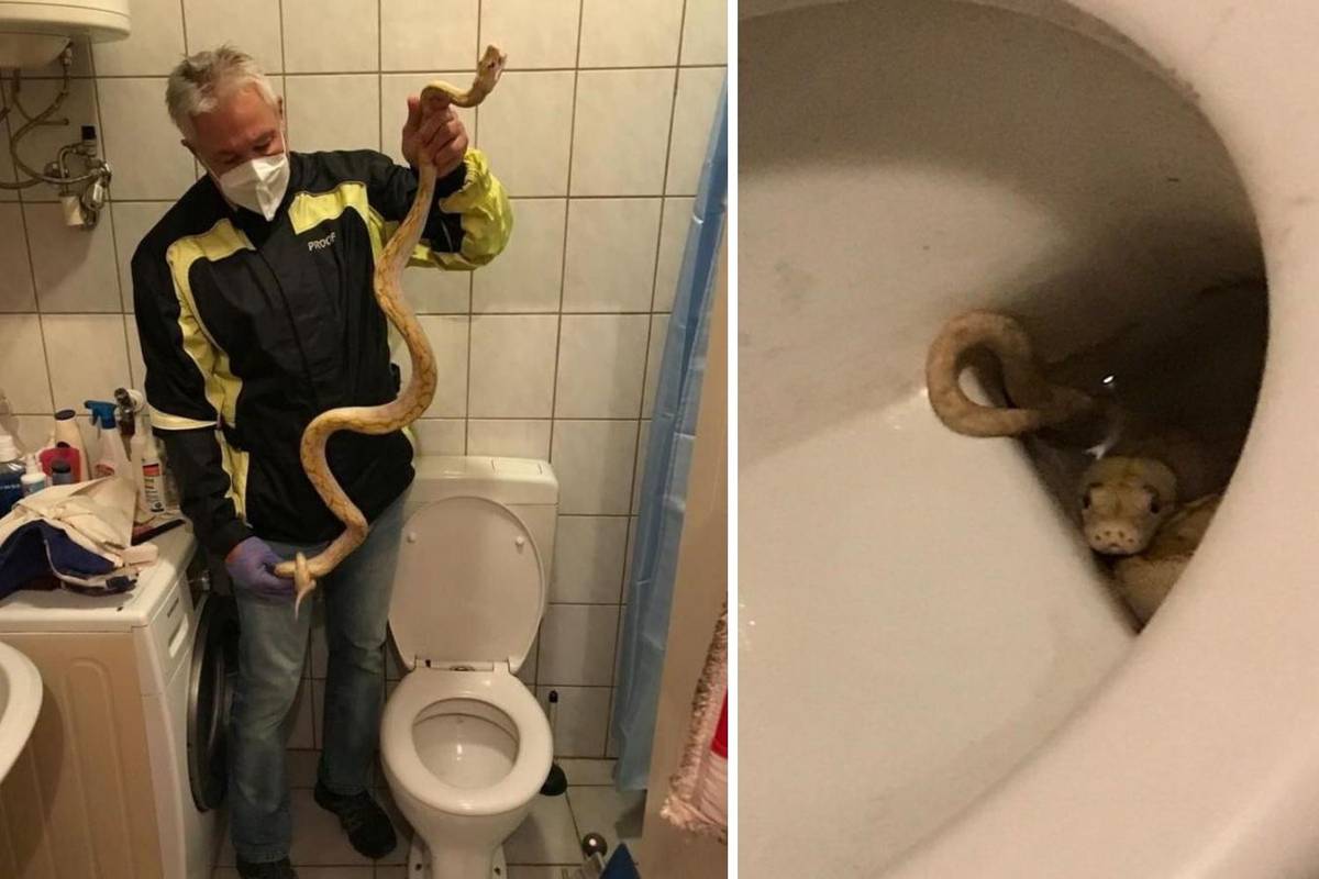 Ovo je piton koji je muškarca zgrabio za penis u wc-u: 'Susjed je zaboravio zatvoriti terarij'